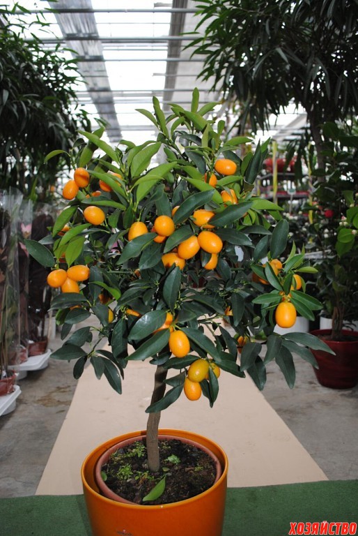 Как вырастить апельсин дома и в теплице - посадка, полив и уход
